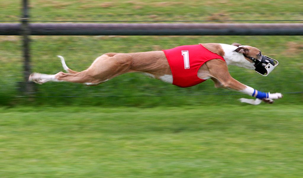 Greyhound racing is an interesting sport