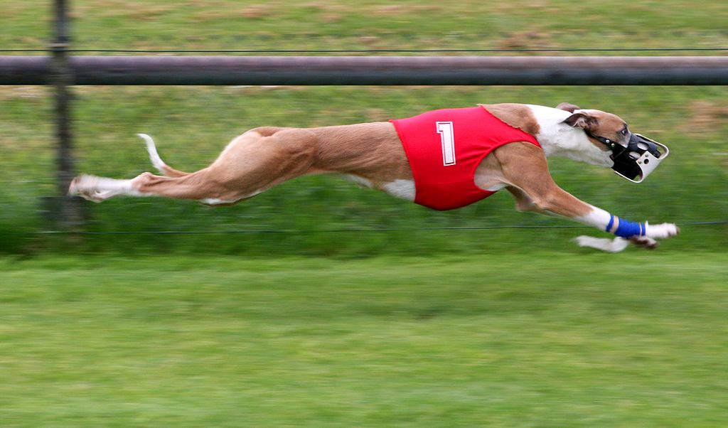 Greyhound racing is an interesting sport Greyhound racing is an interesting sport