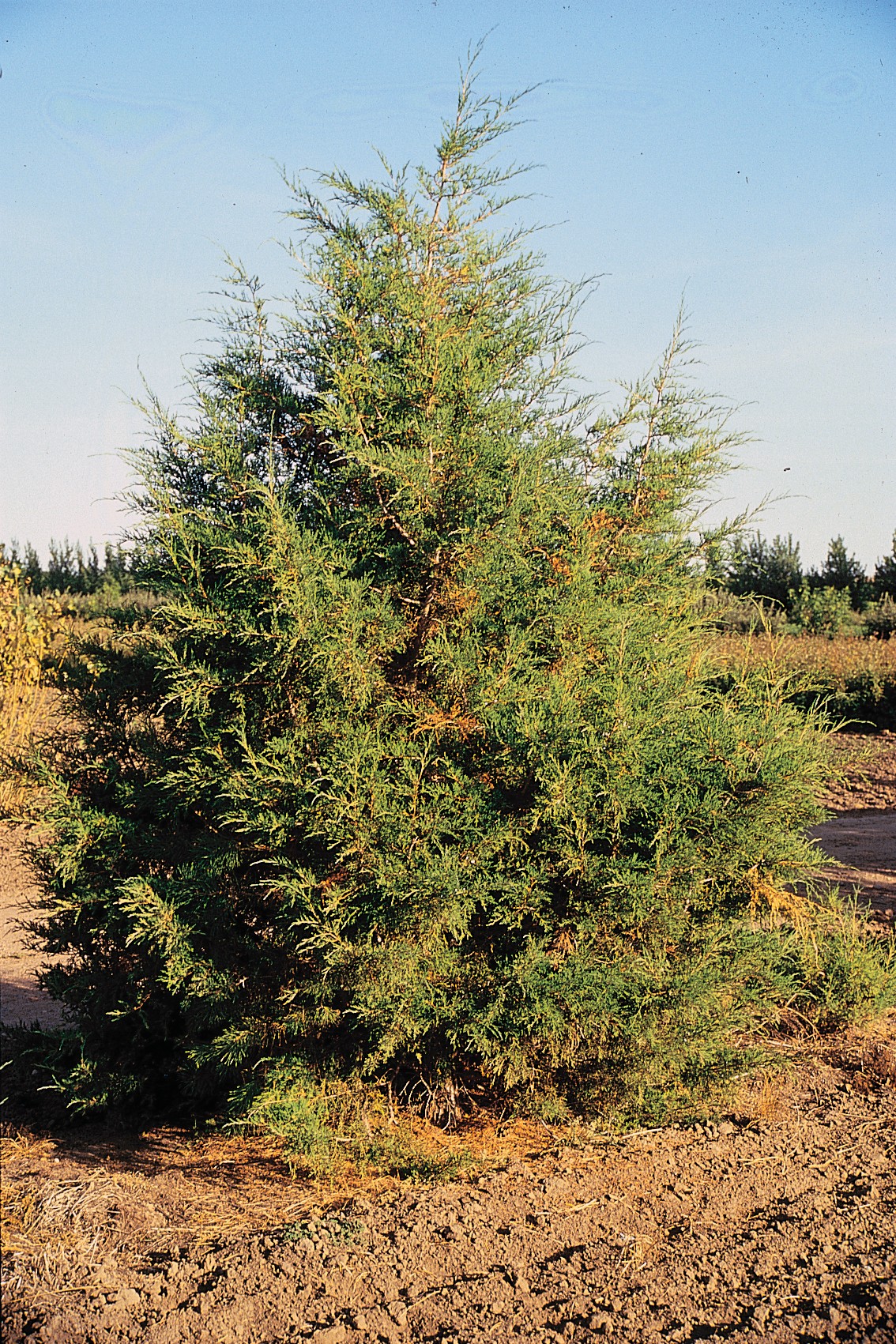 juniperus_scopulorum_tree