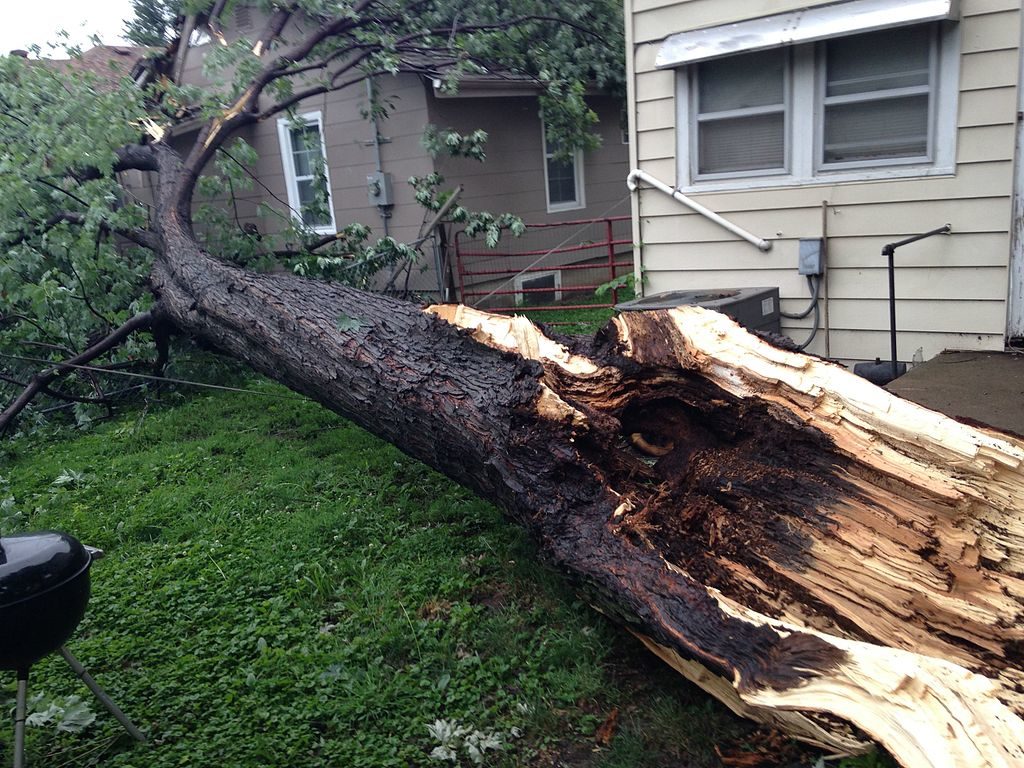 By learning how to remove a tree properly, you can avoid damage to property