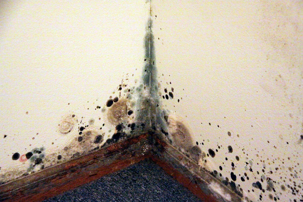 Black mold, which is caused by dampness, is a severe hazard to the Health of Your Family